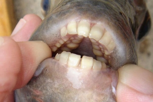 ¡De no creerse! Avistan en Estados Unidos un extraño pez con dientes humanos