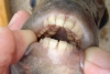 ¡De no creerse! Avistan en Estados Unidos un extraño pez con dientes humanos