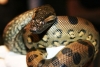 Partenogénesis:  anacondas que nacieron sin la intervención de un macho