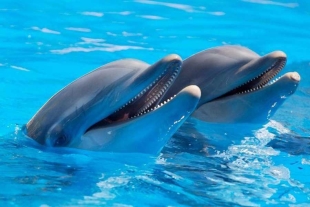 ¡Qué elegancia! Afirman que los delfines disfrutan escuchar música clásica