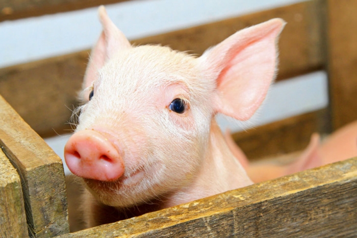 ¿Sabías que los cadáveres de cerdos y humanos huelen igual?