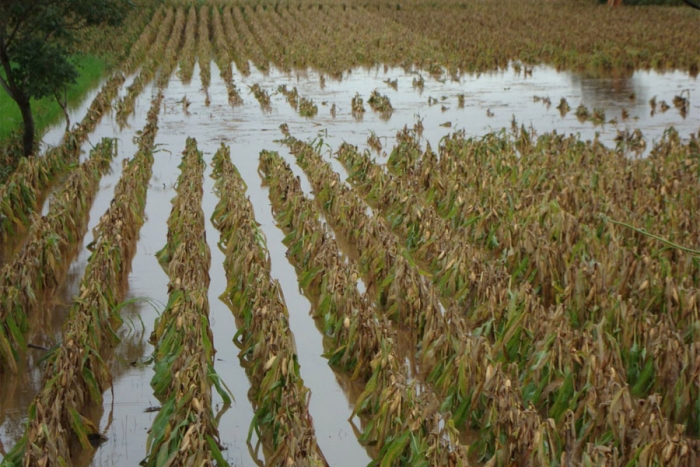 Realiza Secretaría del Campo censo de cultivos afectados por lluvias