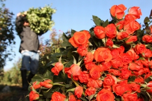 Prevén floricultores mexiquenses ventas hasta por mil 300 millones de pesos con motivo del Día de la Madre