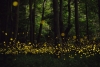 Bosque Esmeralda: santuario de luciérnagas en el Edomex que debes visitar sí o sí