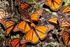 Esperan incremento en arribo de monarcas a tierras mexiquenses