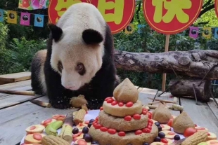 Adiós Xinxing: murió la panda más longeva del mundo a los 38 años