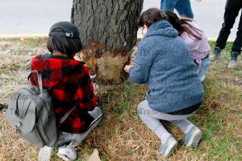 Ambientalistas y voluntarios intentan curar  árboles sobre Paseo Tollocan en Toluca