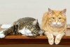 Los gatos domésticos pueden saber dónde estás con tan solo escucharte: estudio