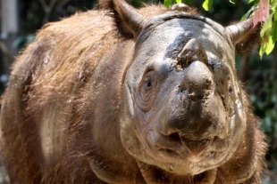 Científicos buscarán revivir rinocerontes extintos usando tecnología de clonación