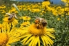 1 millón de jardineros se unen para salvar a las abejas de la extinción