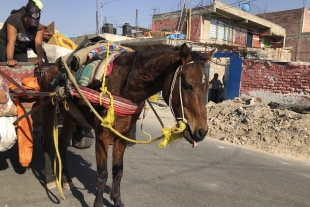 Morena Edomex propone reforma de protección jurídica para animales de monta, carga y tiro