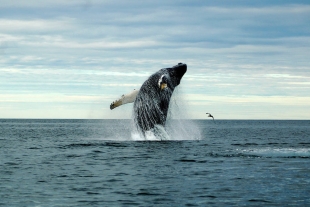Medio millón de dólares por vómito de ballena
