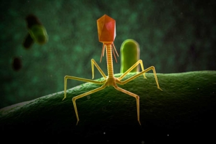 Qué son los virus bacteriófagos, que pueden matar superbacterias y salvar vidas