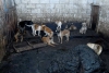 Rescatan a 108 perros en condiciones de maltrato en Mexicaltzingo