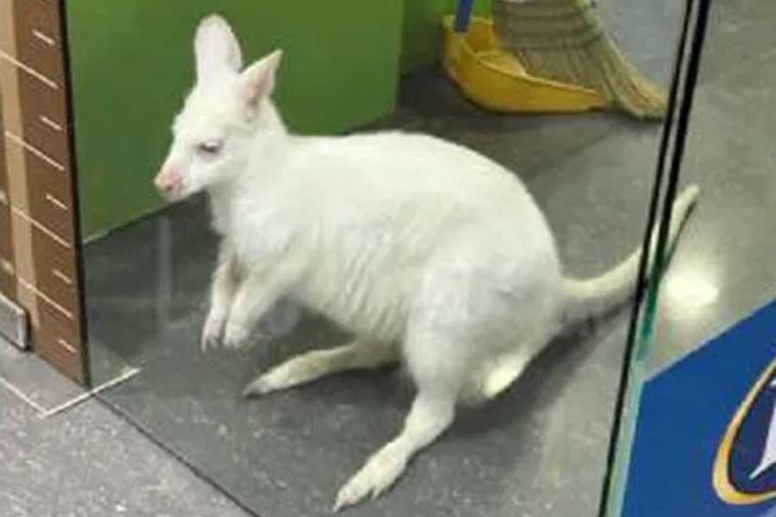 ¡Increíble! Raro ejemplar de canguro albino es captado en tienda de Monterrey