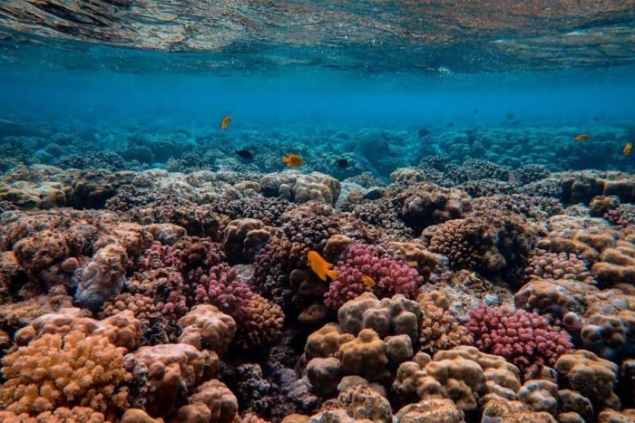 Arrecifes de coral del pacífico oriental están aumentando su tolerancia al calor