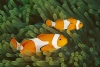 Pez Nemo amenazado por el cambio climático
