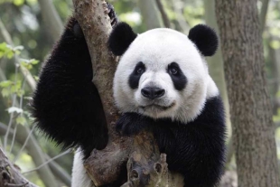 ¡Peludo obsequio! China regalará dos pandas gigantes a Qatar por el mundial de fútbol