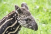 Brasil anunció el primer nacimiento de un tapir en más de un siglo