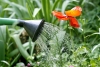 ¿Las plantas se defienden de la lluvia?