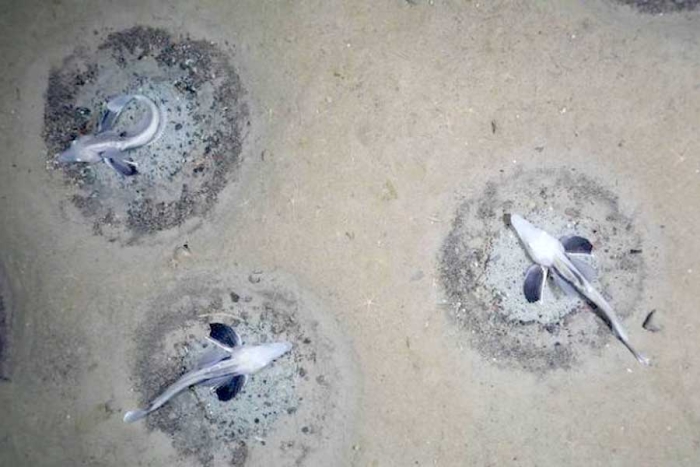 ¡Increíble! descubren el mayor criadero de peces bajo hielo de la Antártida