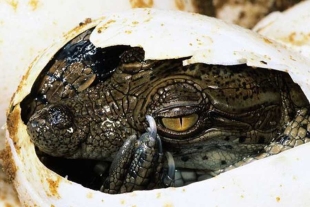 ¡Impactante! Cocodrilo da a luz sin la ayuda de un ejemplar macho