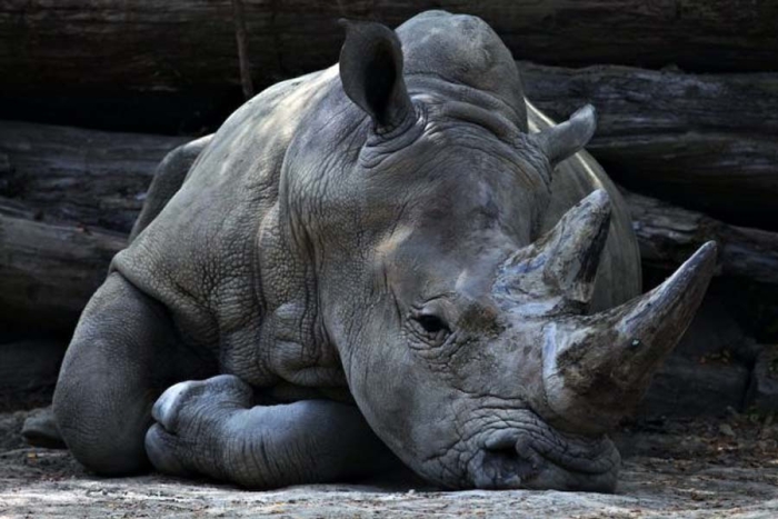 Caza desmedida en África está provocando que los cuernos de rinocerontes se encojan