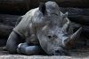 Caza desmedida en África está provocando que los cuernos de rinocerontes se encojan