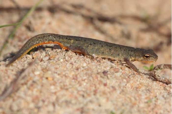 Descubren dos nuevas especies de anfibios