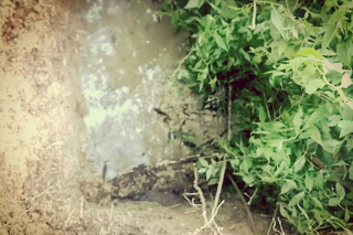 Hallan tres cuerpos en presunta fosa clandestina en Jilotzingo