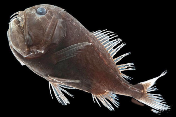 Este pez es capaz de volverse invisible, descubre cómo lo hace