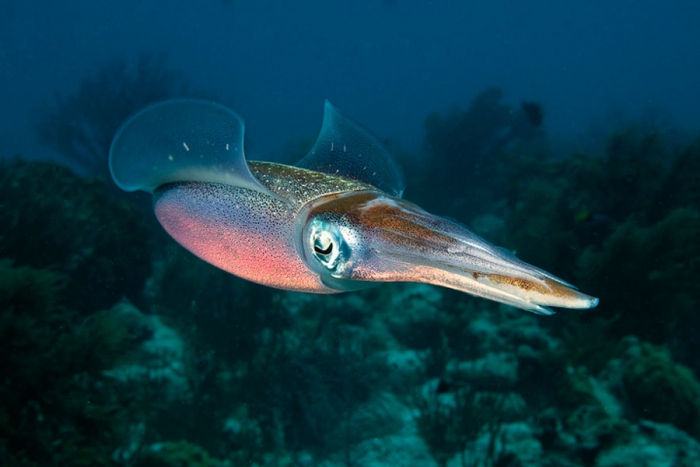 El sistema nervioso de los calamares revela nueva información sobre el cerebro humano