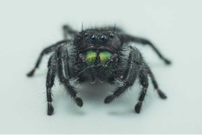 Saltadora audaz, la especie de araña que puede perder la vista por no comer