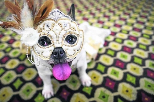Organizan el Carnaval Canino &quot;más perrón&quot; para recaudar croquetas