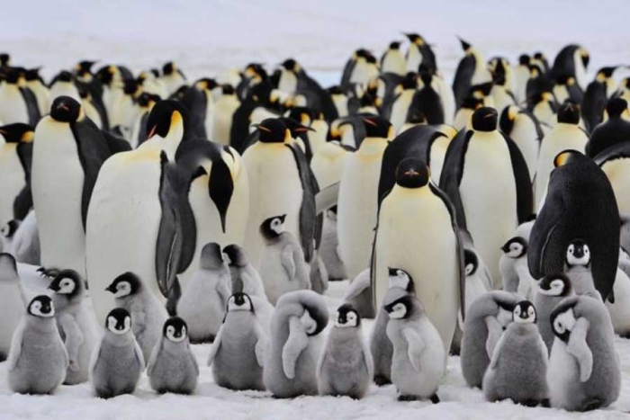 ¡Ups! Por accidente, satélite encuentra una nueva colonia de pingüinos emperador