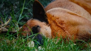 Perros encontrados en el Bosque de Nativitas