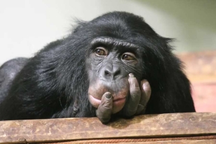 Confirmado: la menopausia en chimpancés existe y así se presenta