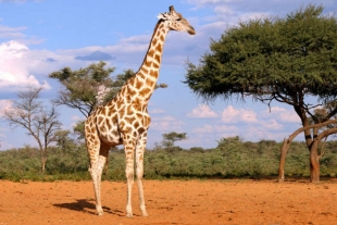 Científicos confirmaron que existen cuatro especies de jirafas