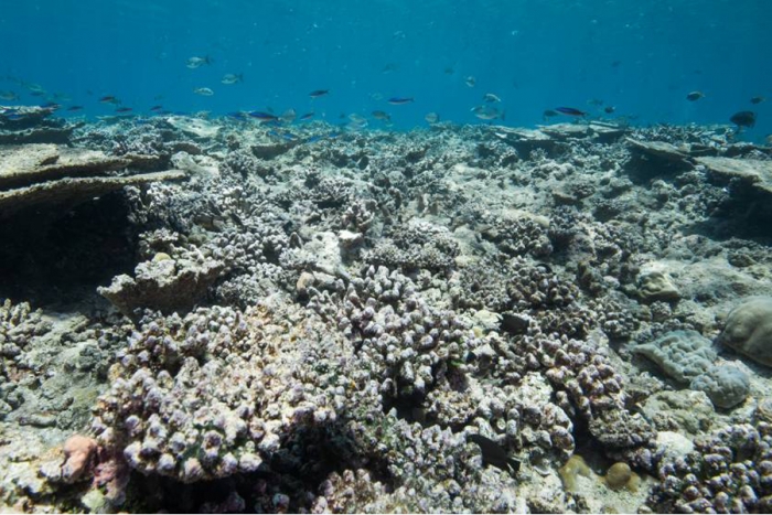 Buscan contrarrestar deterioro ecológico en arrecifes