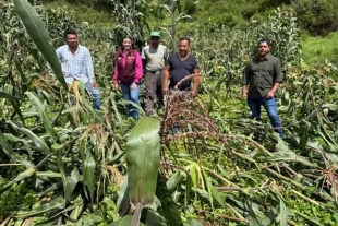 Lluvias dañan cultivos de maíz en Temascaltepec; campesinos temen pérdidas