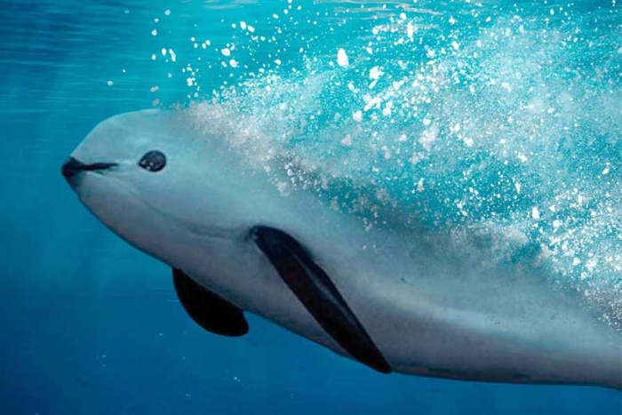 Una nueva esperanza; la vaquita marina podría salvarse con reproducción controlada