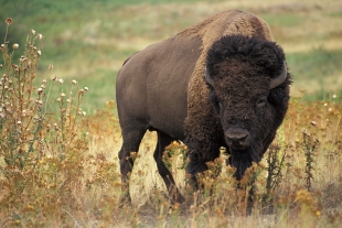 Bisonte americano regresa a Coahuila, cien años después