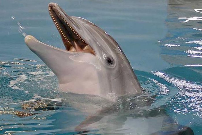 Muere “Winter”, la famosa delfín que inspiró la película “Dolphin tale”