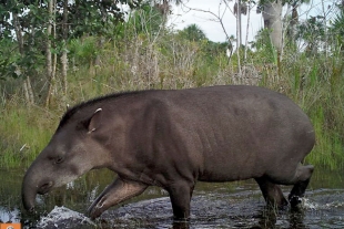 Tapir: el arquitecto de los bosques