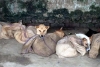 Salvan a peludos en India, prohiben la carne de perro