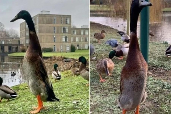 Long Boi, el 'alumno' más peculiar de la Universidad de York