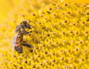 Día Mundial de las Abejas: Guerlain, la firma de lujo que apuesta por su protección