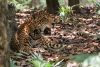 5 jaguares y 5 ocelotes salvajes son hallados en Cancún