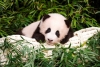 “Fu Bao”, la primera panda nacida en Corea del Sur