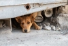 Urgente poner en marcha Unidad de Bienestar Animal en ayuntamientos mexiquenses